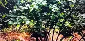 Domuzlardan korktu, ağaca tırmandı