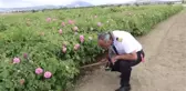 Uçuş eğitmeni pilot, günün stresini kurduğu gül bahçesinde atıyor