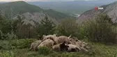 Ağıla girince şoka uğradı... Borçla aldığı koyunları telef oldu