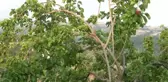 Dutun pekmez yolculuğu başladı