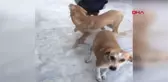İSTANBUL ? KÖPEKLERDE GENÇLİK HASTALIĞI SALGINI; 3'Ü ÖLDÜ