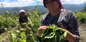 Tokat'ta asma bağ yaprağı hasadı başladı