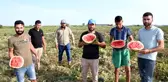 Üreticilerin ham karpuz tepkisi: Tarlada kalan karpuzları kırdılar