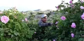 EĞİRDİR GÖLÜ MANZARALI BAHÇELERDE BU YIL GÜL ÇİÇEĞİ VERİMİ AZALDI