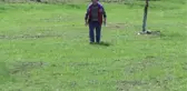 KASTAMONU - Siyez buğdayında yüksek rekolte beklentisi