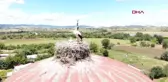 ÇANAKKALE CAMİ KUBBESİ 20 YILDIR LEYLEKLERİN YUVASI