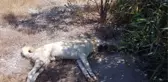 DEMRE'DE 10 KÖPEK ZEHİRLENEREK ÖLDÜRÜLDÜ