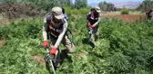 Diyarbakır'da 7 milyon 233 bin kök kenevir ele geçirildi
