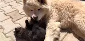 Kedi ile köpeğin dostluğu görenleri şaşırtıyor