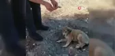 Son dakika haberleri... Köpekler telef edilince barınak sahibi hastanelik oldu