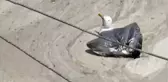 Marmara'daki felaketin vahametini anlatan en iyi kare! Bakanlık acil eylem planı hazırlıyor
