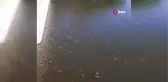 Ceyhan Nehri'nde oksijensiz kalan balıklar telef oldu