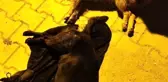 Hatay'da 5 köpeği zehirlediler