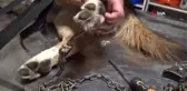 Kedi kovalayan köpeğin ayağına tasmasındaki demir saplandı