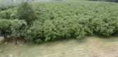 Sakarya'da uygulanacak Ar-Ge çalışmasıyla fındığın verimi artırılacak
