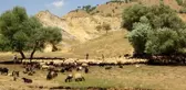 Yaylacıların zorlu koyun kırkım mesaisi başladı