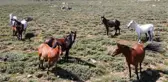 Yılkı atları, 2 bin 300 rakımlı yaylada dronla görüntülendi