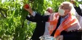Erkenci şeftaliler hasat edildi