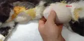 OSMANİYE 350 GRAM MEME TÜMÖRÜ BULUNAN KEDİYE AMELİYAT