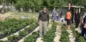 Bu bahçede toplamak ve yemek ücretsiz...Yetiştirdiği ürünleri ikram ediyor
