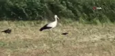Çiftçi dostu leylekler iş başında