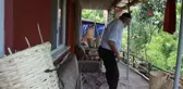 Çeyrek asırlık yaşlı çınarın hüzünlendiren hikayesi