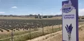 Lavantalarda ikinci hasat temmuzda