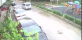 Harçlıklarıyla besledikleri köpeğe elleriyle mezar yaptılar