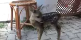Köyde bulunan yavru karaca koruma altına alındı