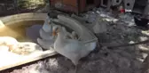 Mahalle muhtarı, çocuklar için mini hayvanat bahçesi yaptı
