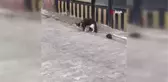 Fare kediye meydan okursa