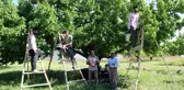 Iğdır'ın sembolü kayısıda hasat dönemi başladı
