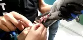 Ayağına ip dolanan güvercini itfaiye ekipleri kurtardı