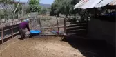Besici kadın devletten aldığı destekle sürü sahibi oldu