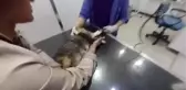 Karın boşluğunda biriken kan tekrar vücuduna nakledilen kedi hayata tutundu