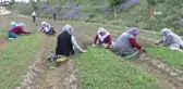 Köylü kadınlar yabani otları elleriyle tek tek temizliyorlar