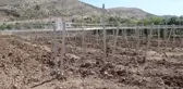 Üreticiye yüzde 70 hibe destekle aşılı asma fidanı dağıtıldı