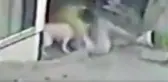 2 pitbullun saldırdığı genç kıza, tam 56 dikiş atıldı! Dehşet anları kamerada
