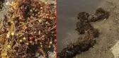 Deniz salyası bitmeden yeni kabus! Ege kıyılarını çürümüş yumurta gibi kokan yosunlar sardı