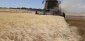 GAZİANTEP - Makarnalık sert buğdayın hasadına başlandı