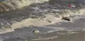 Kapıdağ'ın bir tarafı müsilajdan kahverengi, diğer tarafı pırıl pırıl