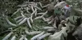 3 çocuk annesi, aldığı teşvikle ipek böceği yetiştirmeye başladı