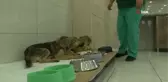 Avcılar'da zehirlenen yavru köpekler belediye ekiplerince kurtarıldı