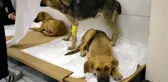 Son dakika haberi... (Ek bilgiyle) AVCILAR'DA ZEHİRLENDİKLERİ İDDİA EDİLEN 4 KÖPEKTEN BİRİ ÖLDÜ