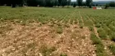 Kekiğin başkentini kuraklıktan etkilendi, rekolte yüzde 50 azaldı