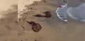 Marmara'da deniz salyası, İzmir'de Sargassum tehdidi