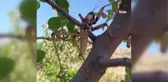 Siirt'te etçil çekirge görüldü