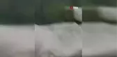 Yılanın balık avı görüntülendi