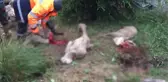 Son dakika... ANKARA'DA SELE KAPILAN 64 KOYUN TELEF OLDU