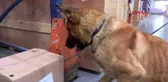PATLAYICI MADDE TESPİT KÖPEKLERİNE TEST